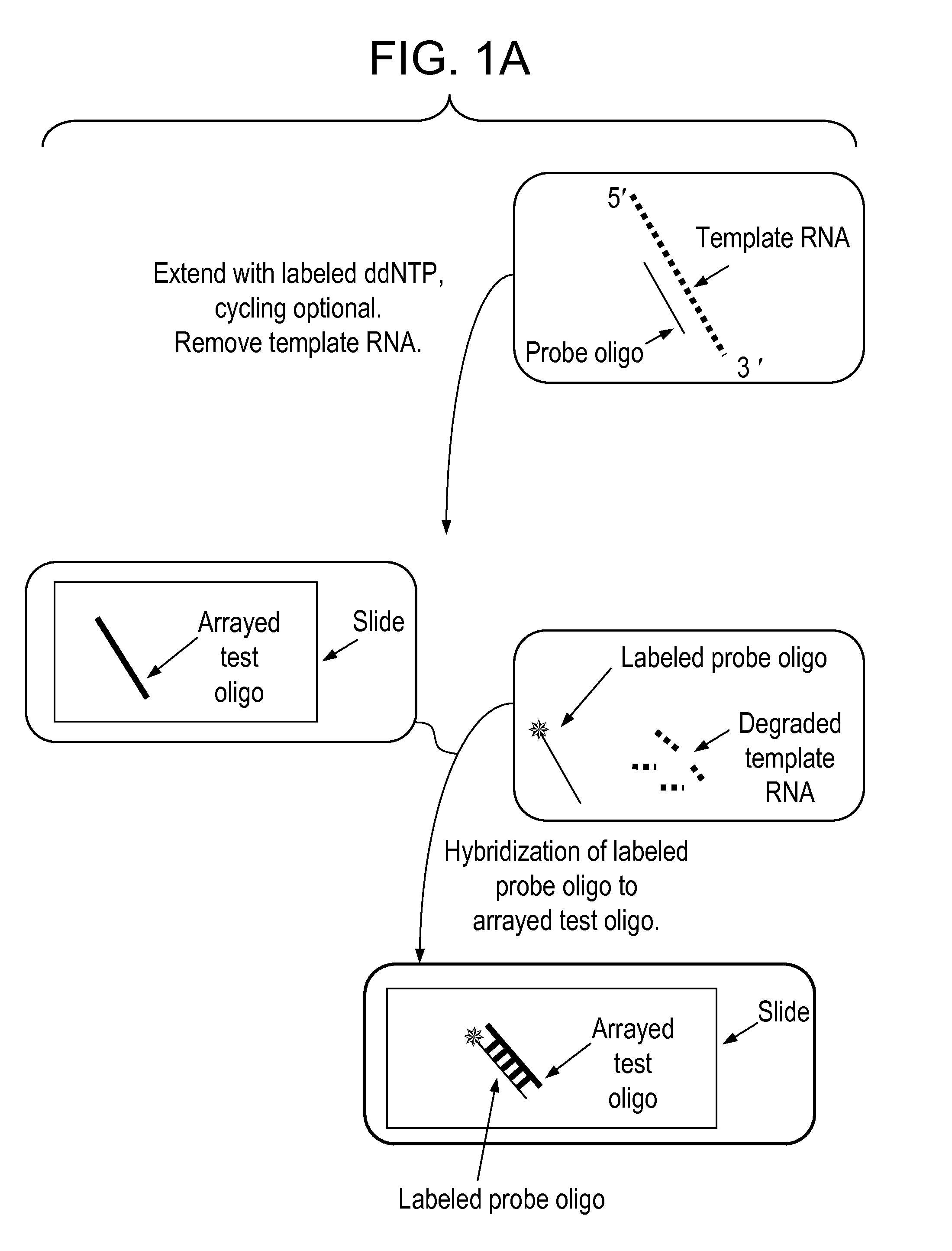 Detection method for gene expression