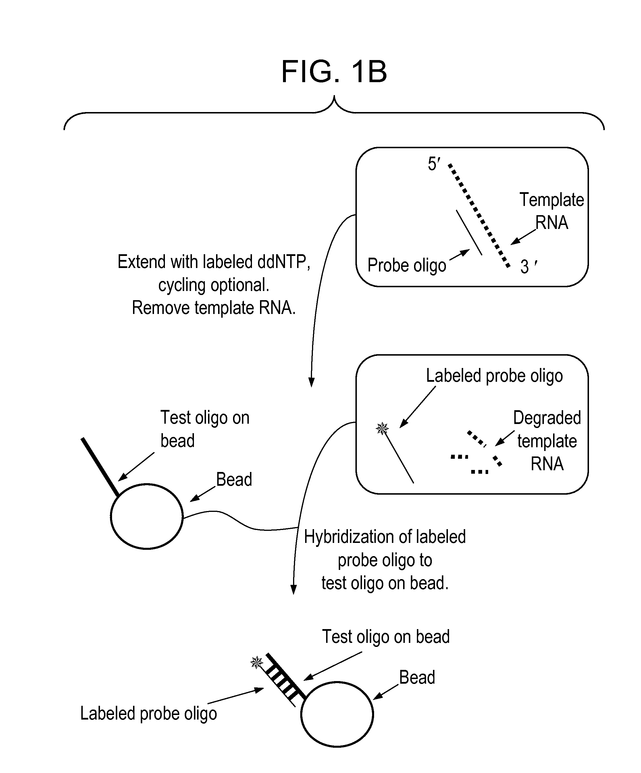 Detection method for gene expression