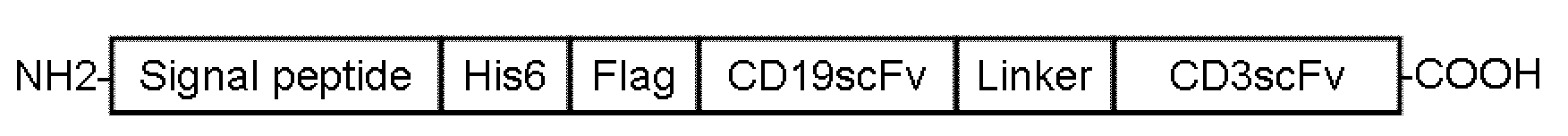 Bispecific antibody capable of resisting B cell lymphoma and application thereof