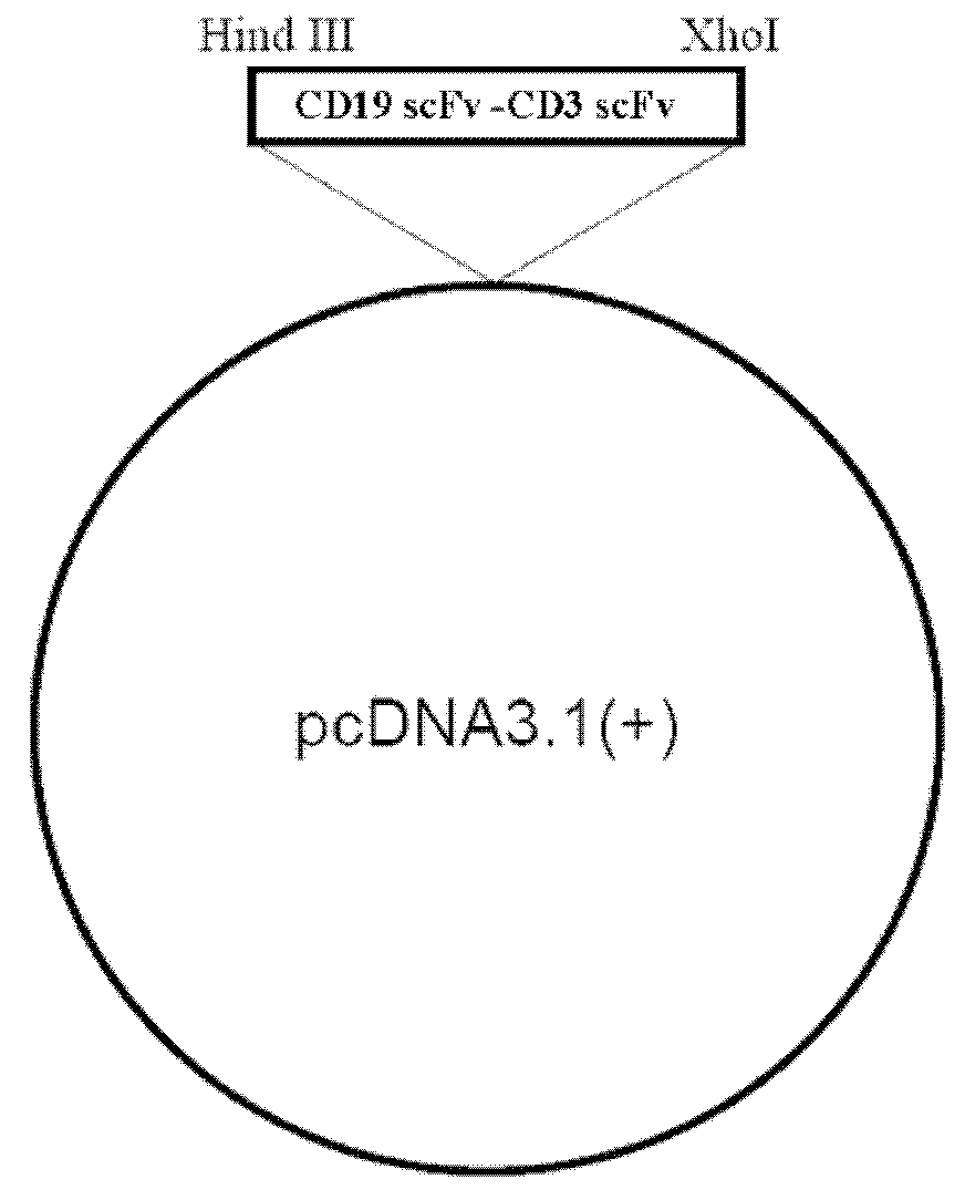 Bispecific antibody capable of resisting B cell lymphoma and application thereof