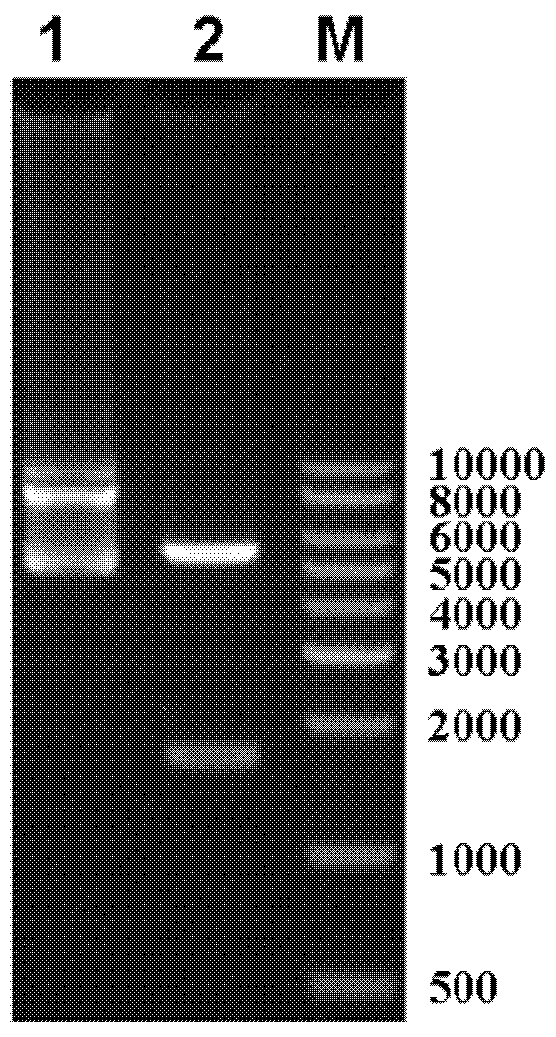 Bispecific antibody capable of resisting B cell lymphoma and application thereof