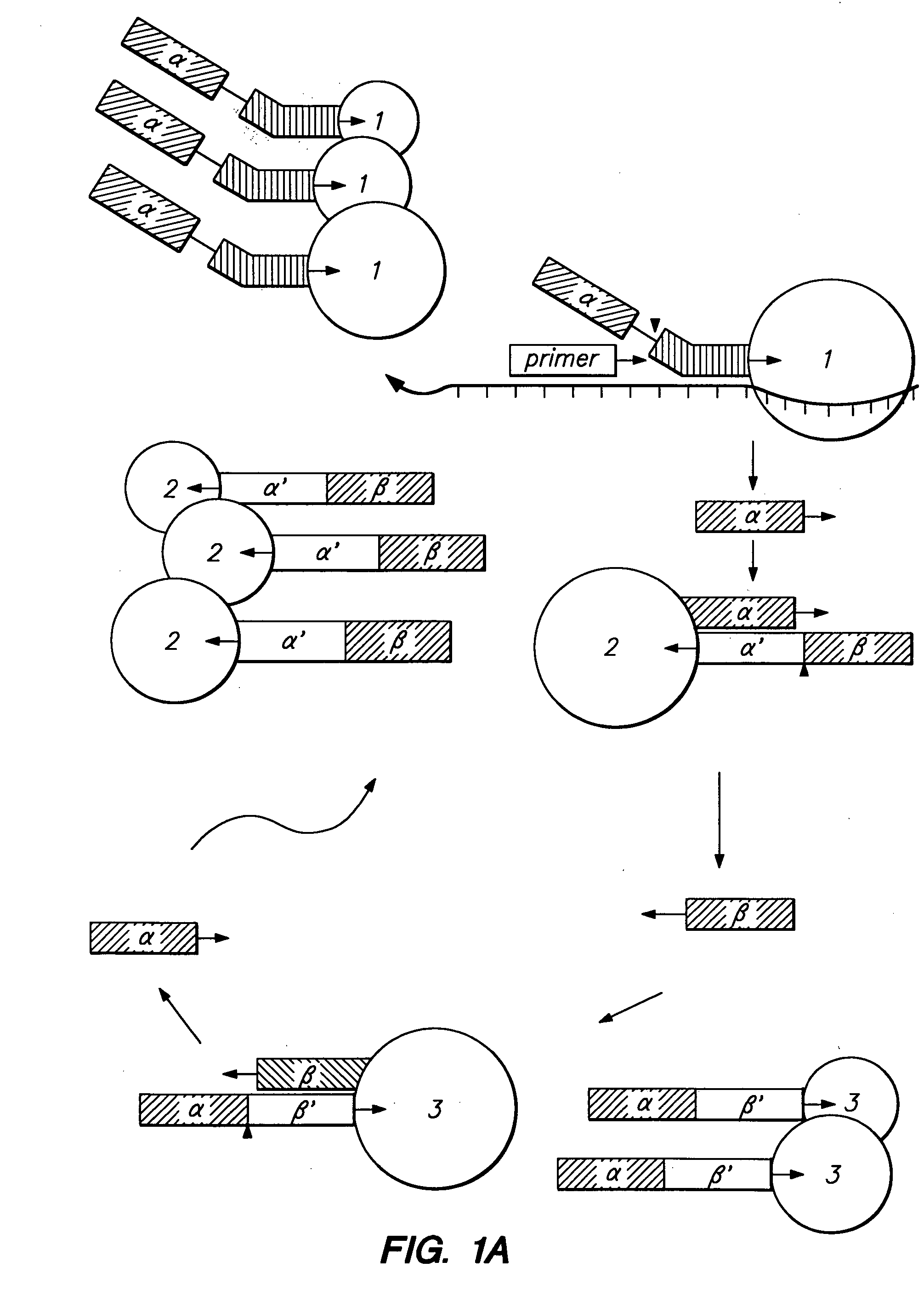 Cleavage of nucleic acids