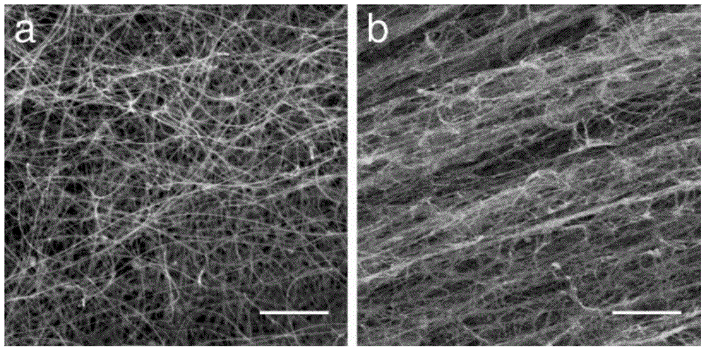 Carbon nanotube network/polymer composite material and preparation method thereof