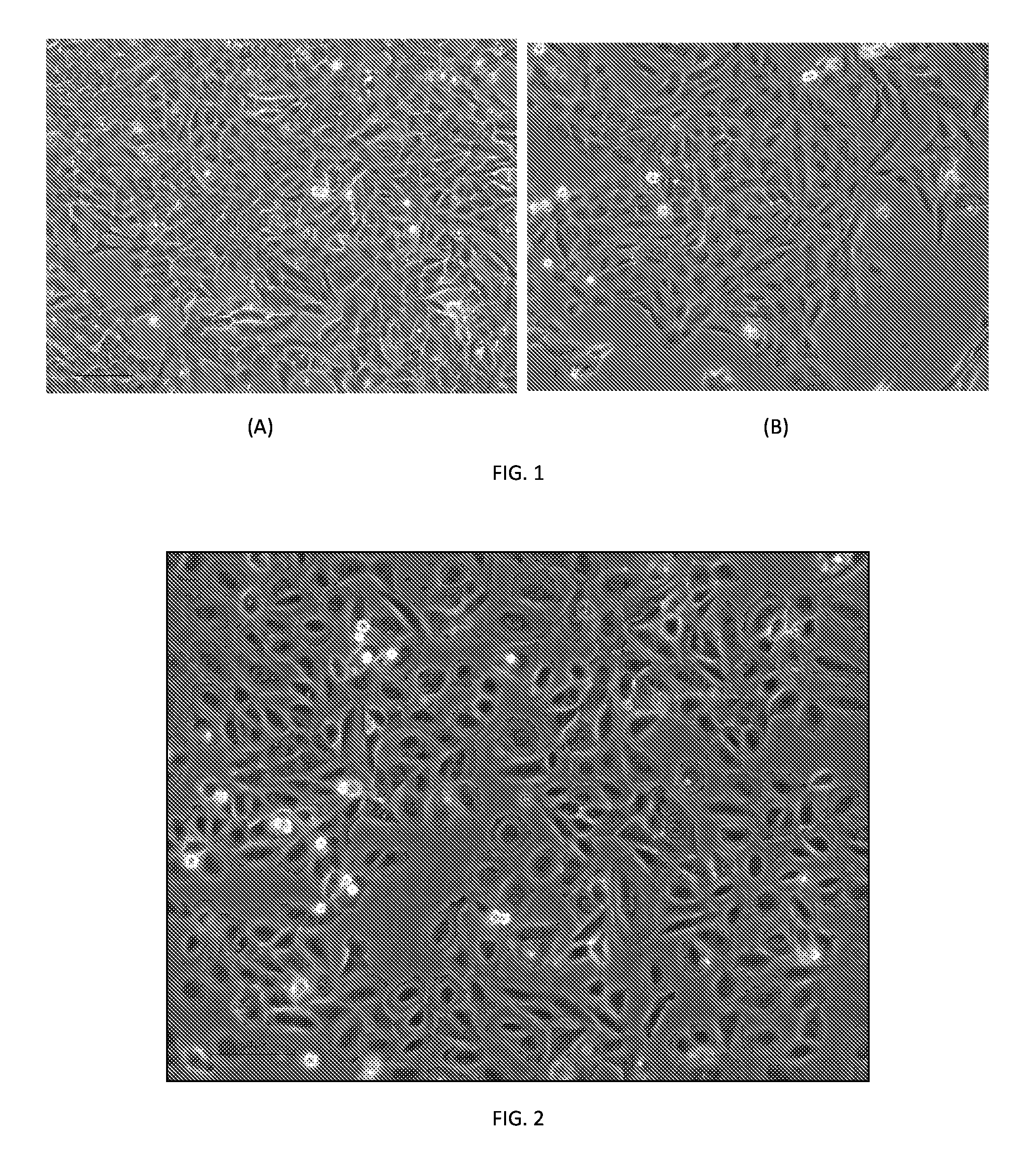 Hepatic cell lines and stem-like cells, methods of making and using the same