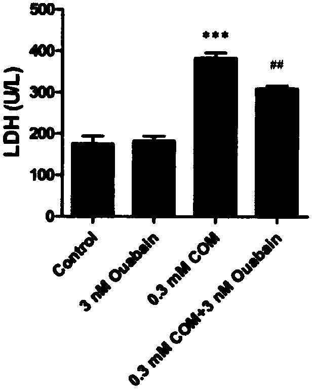 Application of ouabain in preparation of anti-kidney stone kidney tubule injury drug