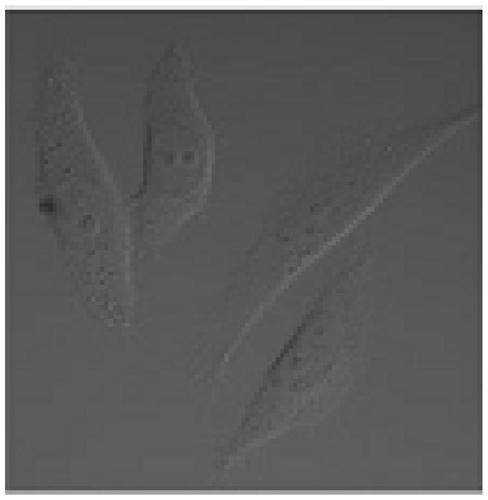 A set of fluorescent probes for simultaneous visualization of nuclear architecture and cell integrity in living cells