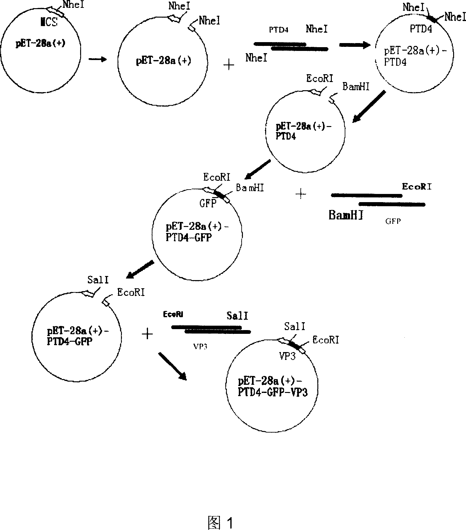 Antineoplastic biological medicament PTD4-GFP-Apoptin fusion protein and preparation method thereof