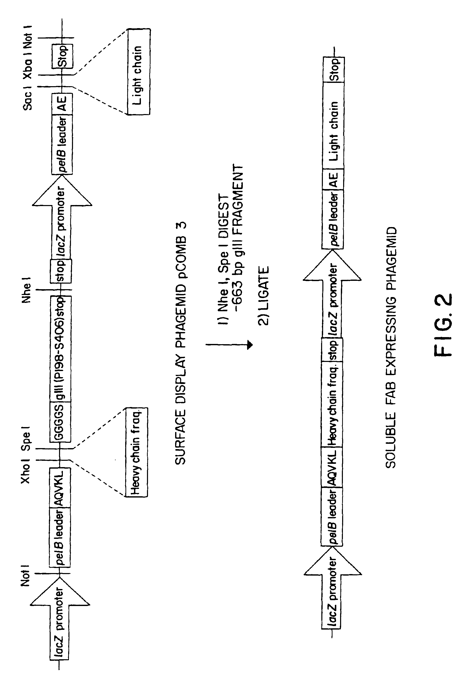 Methods for producing polypeptide binding sites, monoclonal antibodies and compositions thereof