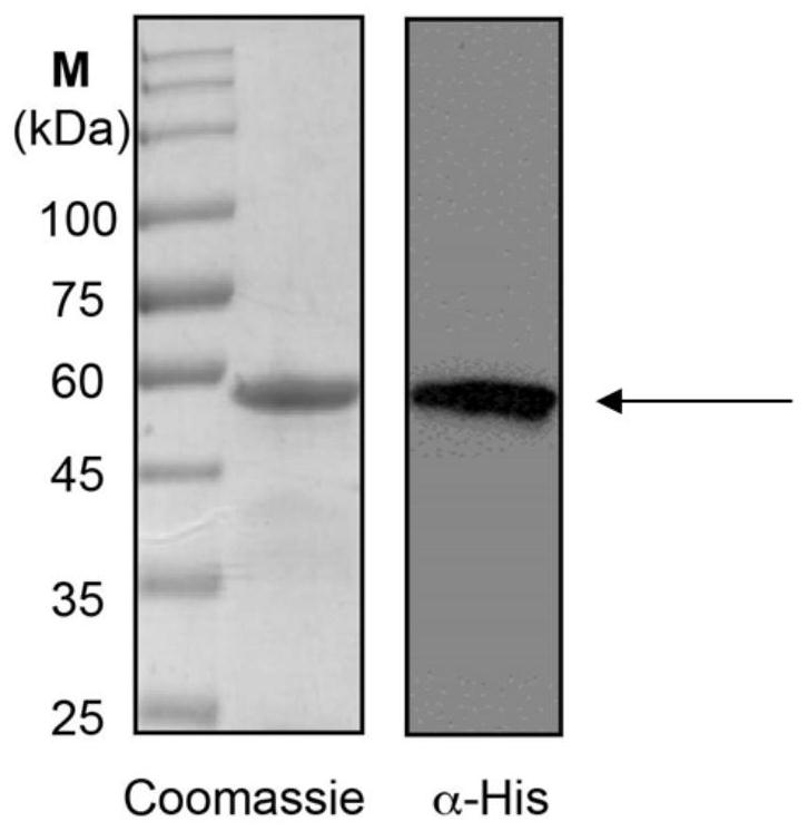 African swine fever virus P22 protein nanoparticle and preparation method and application thereof