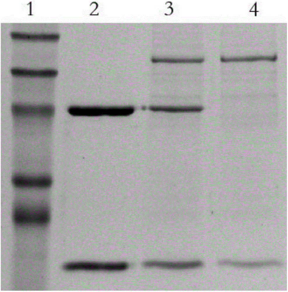 Fully human anti-MAGEA1 all-molecule IgG antibody and application thereof