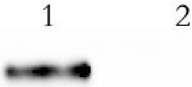 Fully human anti-MAGEA1 all-molecule IgG antibody and application thereof