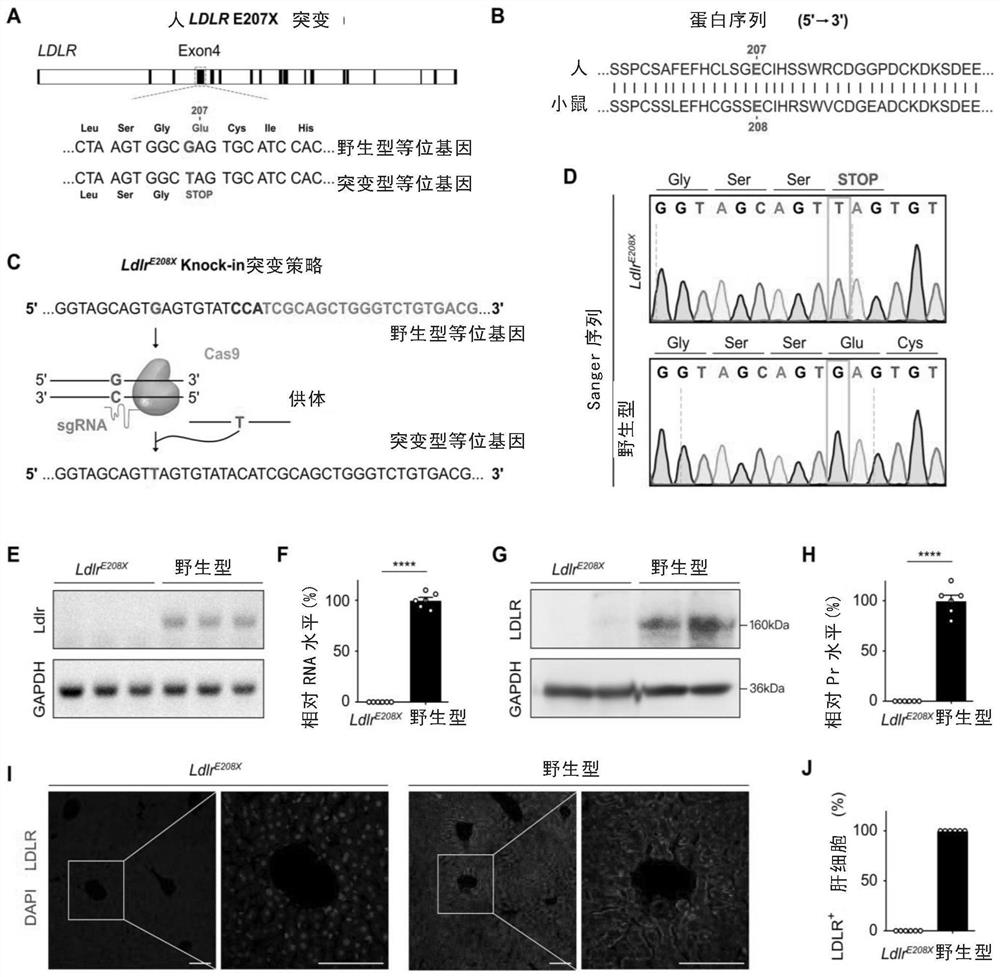 Construction of lipid metabolism disorder animal model and repair using AAV-CRISPR/CAS9