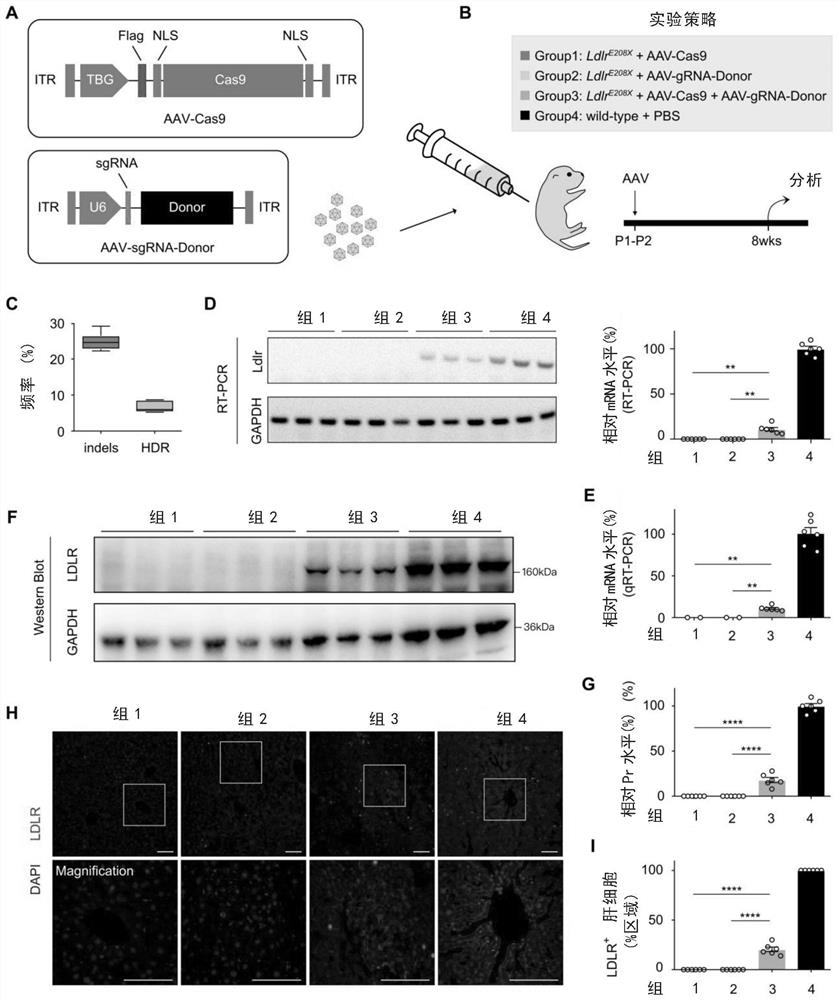 Construction of lipid metabolism disorder animal model and repair using AAV-CRISPR/CAS9