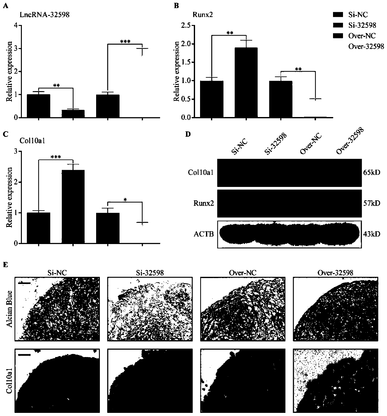 Application of LncRNA-32598 in preparation of drug or gene delivery system for inhibiting chondrocyte hypertrophic differentiation