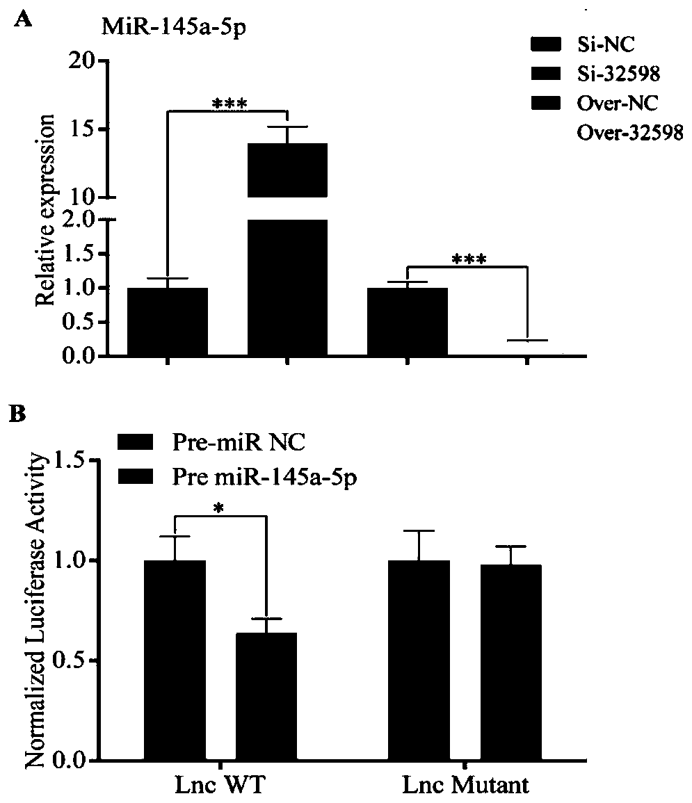 Application of LncRNA-32598 in preparation of drug or gene delivery system for inhibiting chondrocyte hypertrophic differentiation