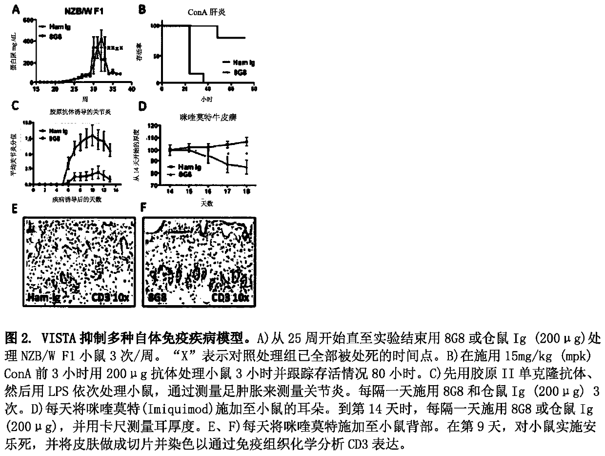 Anti-human vista antibodies and use thereof