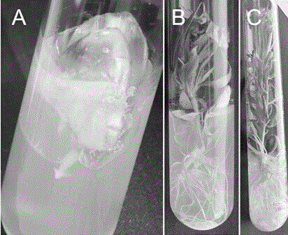 Method and matrix for breeding hybrid embryos of peach trees by aid of test tubes on basis of one-step seedling formation