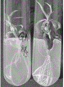 Method and matrix for breeding hybrid embryos of peach trees by aid of test tubes on basis of one-step seedling formation