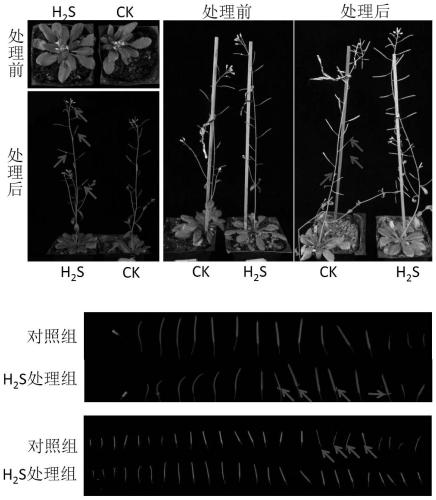 Application of Hydrogen Sulfide Donor Sodium Hydrosulfide in Inhibiting Plant Organ Abscission