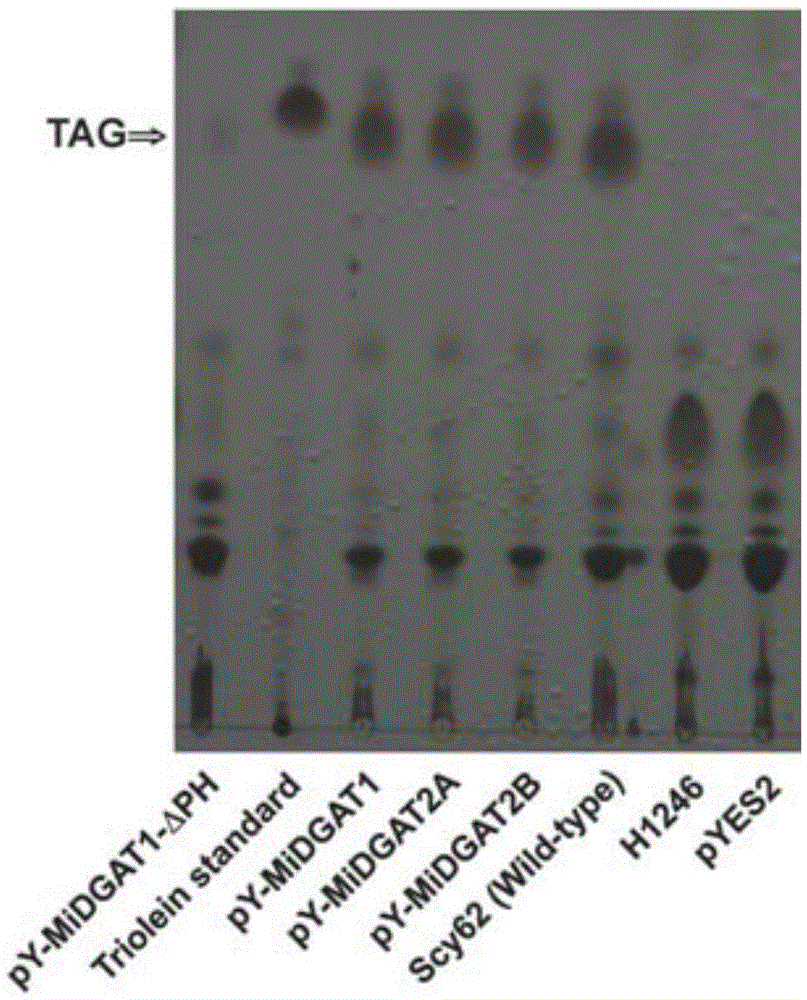 Polypeptide for improving triacylglycerol synthesizing capability of MiDGAT1 in beer yeast and application of polypeptide