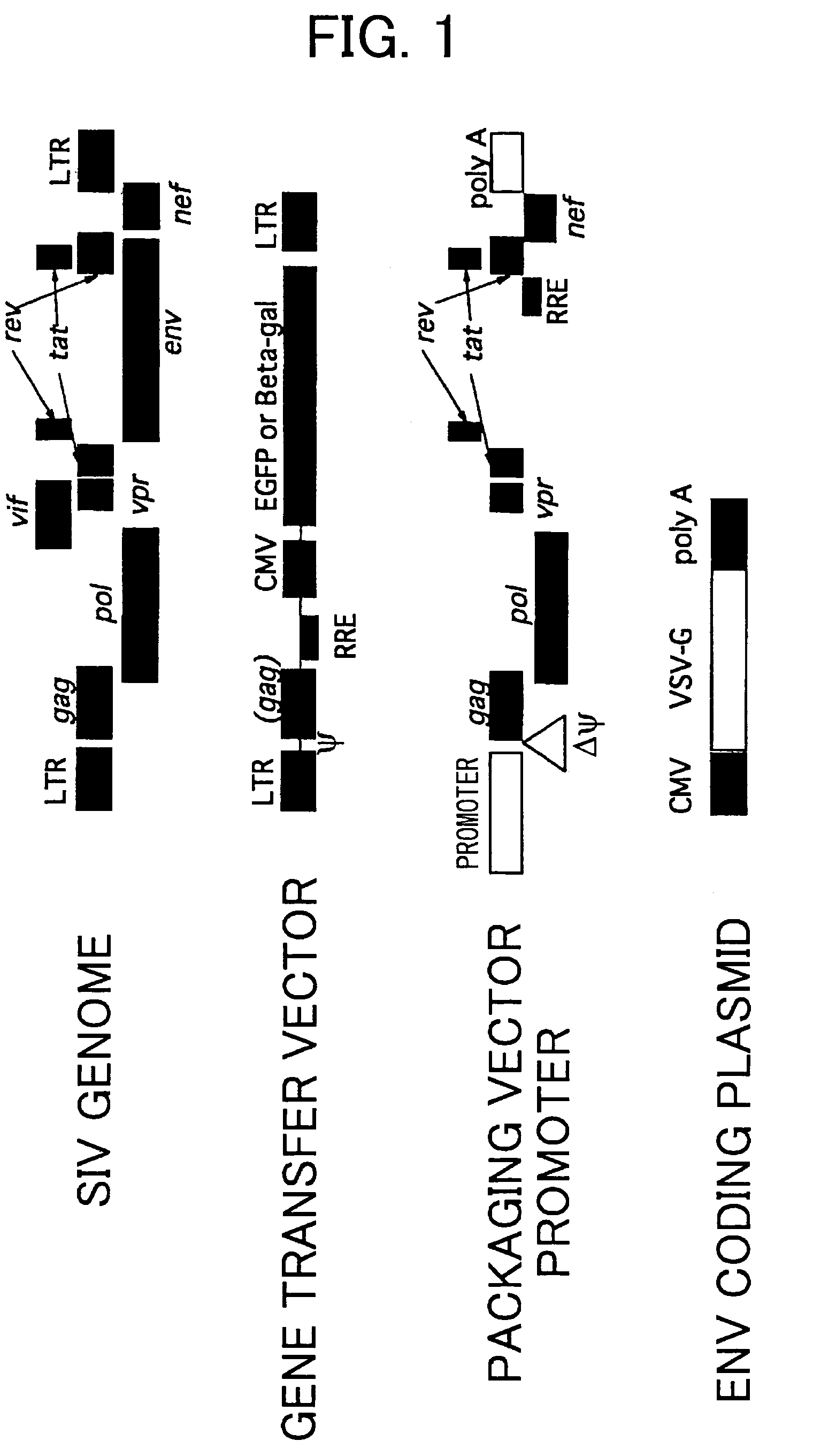 Gene transfer into primate embryonic stem cells using VSV-G pseudotyped simian immunodeficiency virus vectors