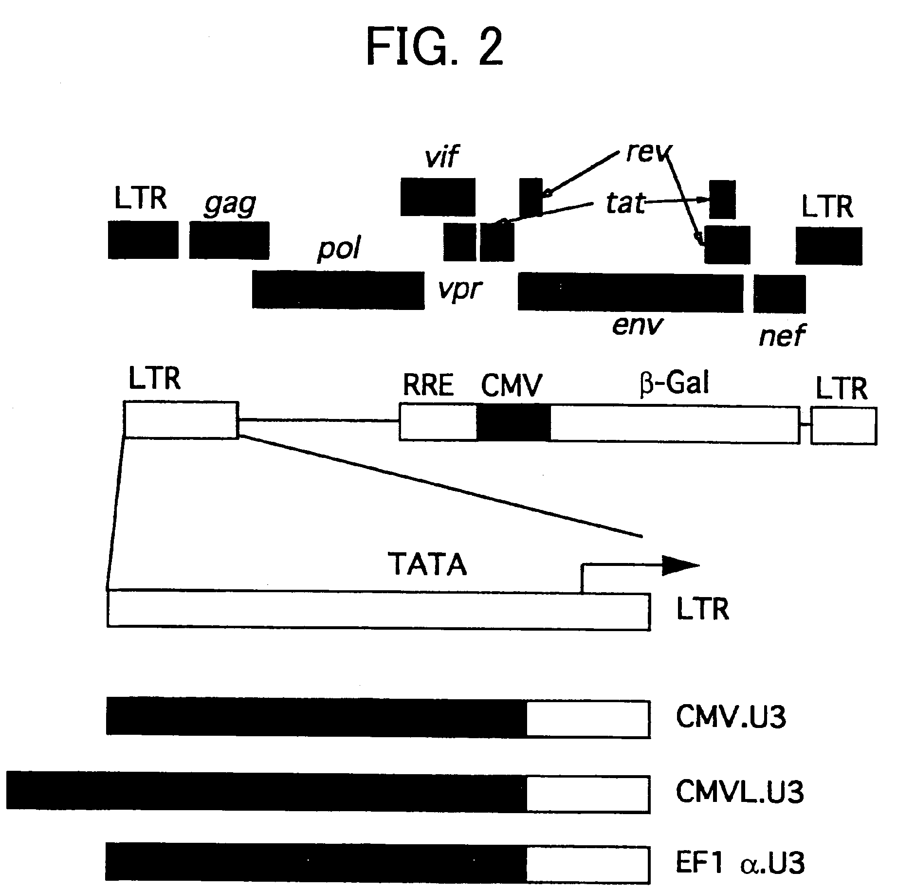 Gene transfer into primate embryonic stem cells using VSV-G pseudotyped simian immunodeficiency virus vectors