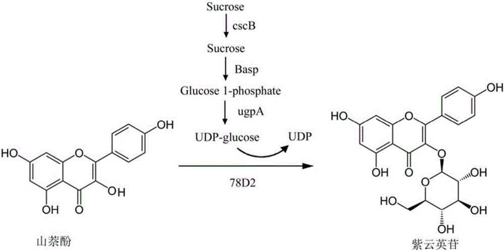 A group of DNA molecules and recombinant plasmids thereof as well as recombinant escherichia coli and application of recombinant escherichia coli in producing astragalin