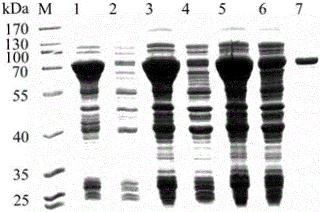 A group of DNA molecules and recombinant plasmids thereof as well as recombinant escherichia coli and application of recombinant escherichia coli in producing astragalin