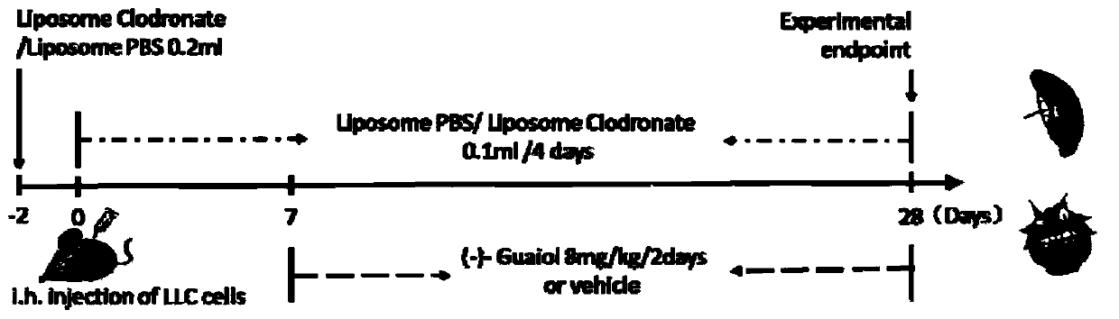 Application of guaiol in preparing drug for inhibiting tumor related M2 macrophage