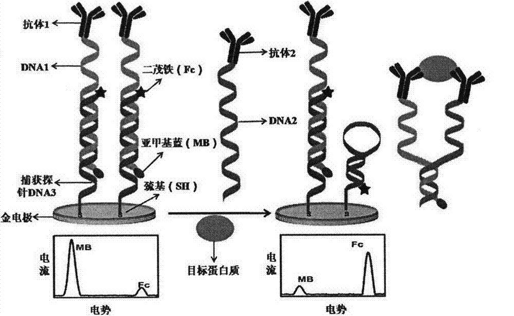 Dinucleotide-labelled ratio electrochemical immunosensor