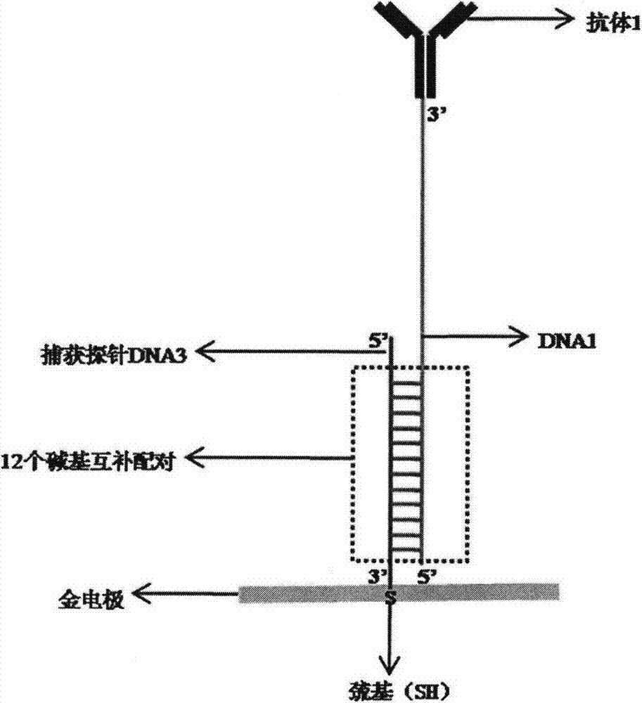 Dinucleotide-labelled ratio electrochemical immunosensor