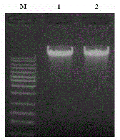 Alginate lyase SHA-3 gene and prokaryotic expression vector thereof