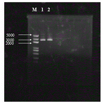 Alginate lyase SHA-3 gene and prokaryotic expression vector thereof