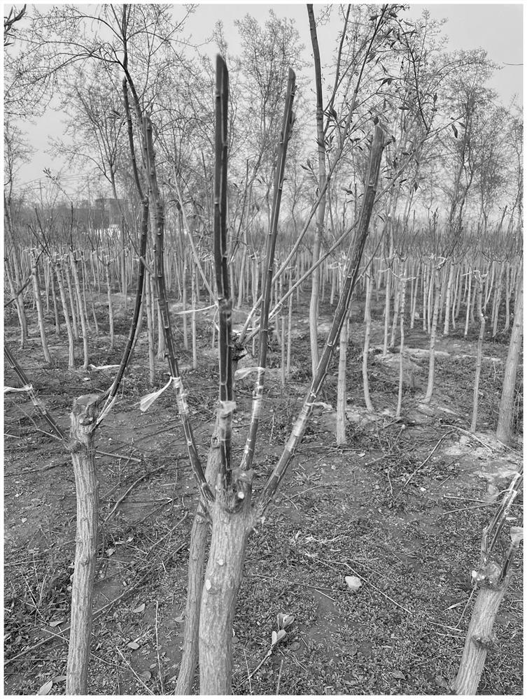 Grafting method for improving cold resistance of euonymus japonicus and rapidly forming euonymus japonicus