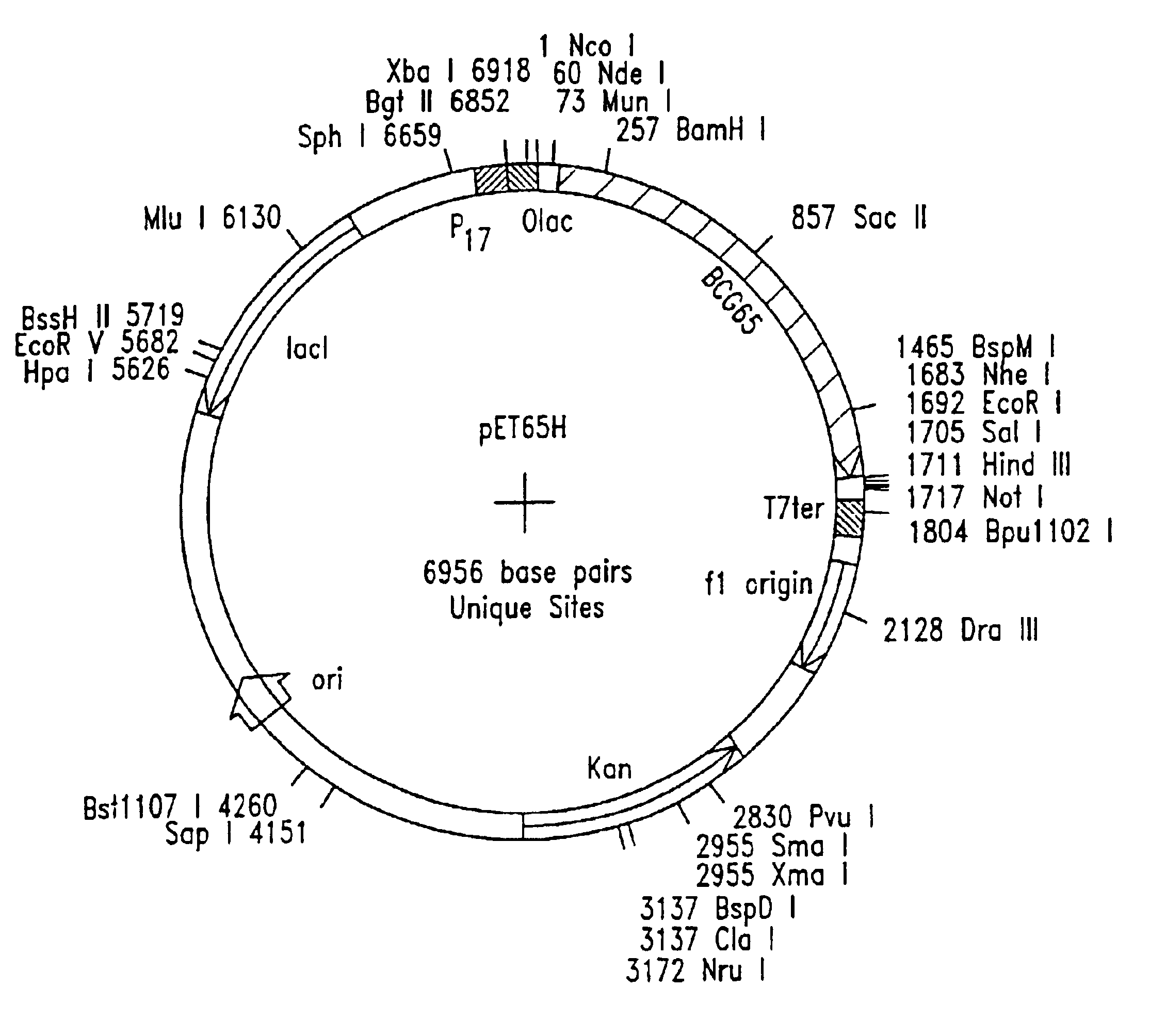 Immune responses against HPV antigens elicited by compositions comprising an HPV antigen and a stress protein or an expression vector capable of expression of these proteins