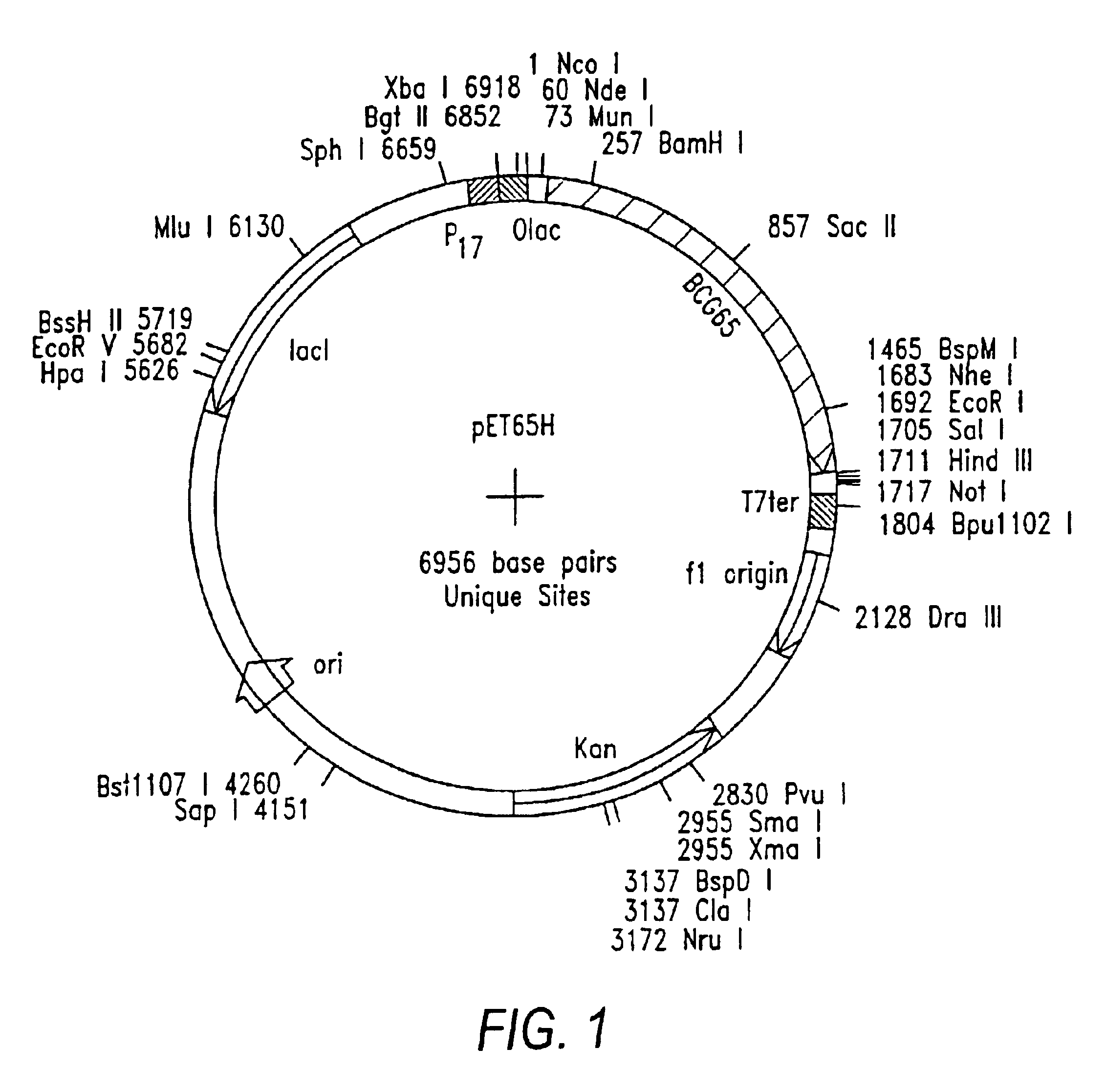 Immune responses against HPV antigens elicited by compositions comprising an HPV antigen and a stress protein or an expression vector capable of expression of these proteins