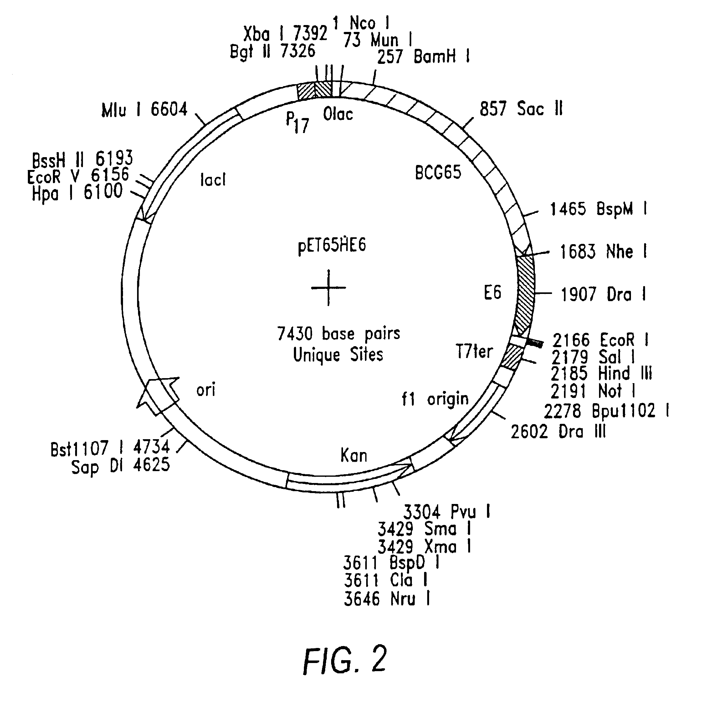 Immune responses against HPV antigens elicited by compositions comprising an HPV antigen and a stress protein or an expression vector capable of expression of these proteins