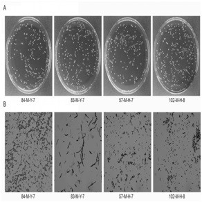 Lactobacillus cavings for fermentation and application thereof