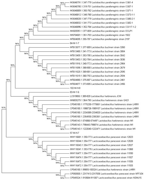 Lactobacillus cavings for fermentation and application thereof