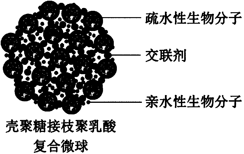 Chitosan grafted polylactic acid composite microsphere simultaneously carried with hydrophilic and hydrophobic biological molecules and preparation method of chitosan grafted polylactic acid composite microsphere