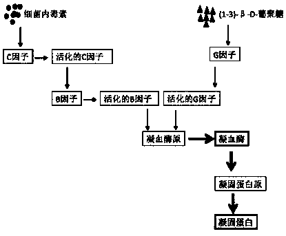 Detection reagent for specifically detecting (1-3)-beta-D-glucan and preparation method thereof