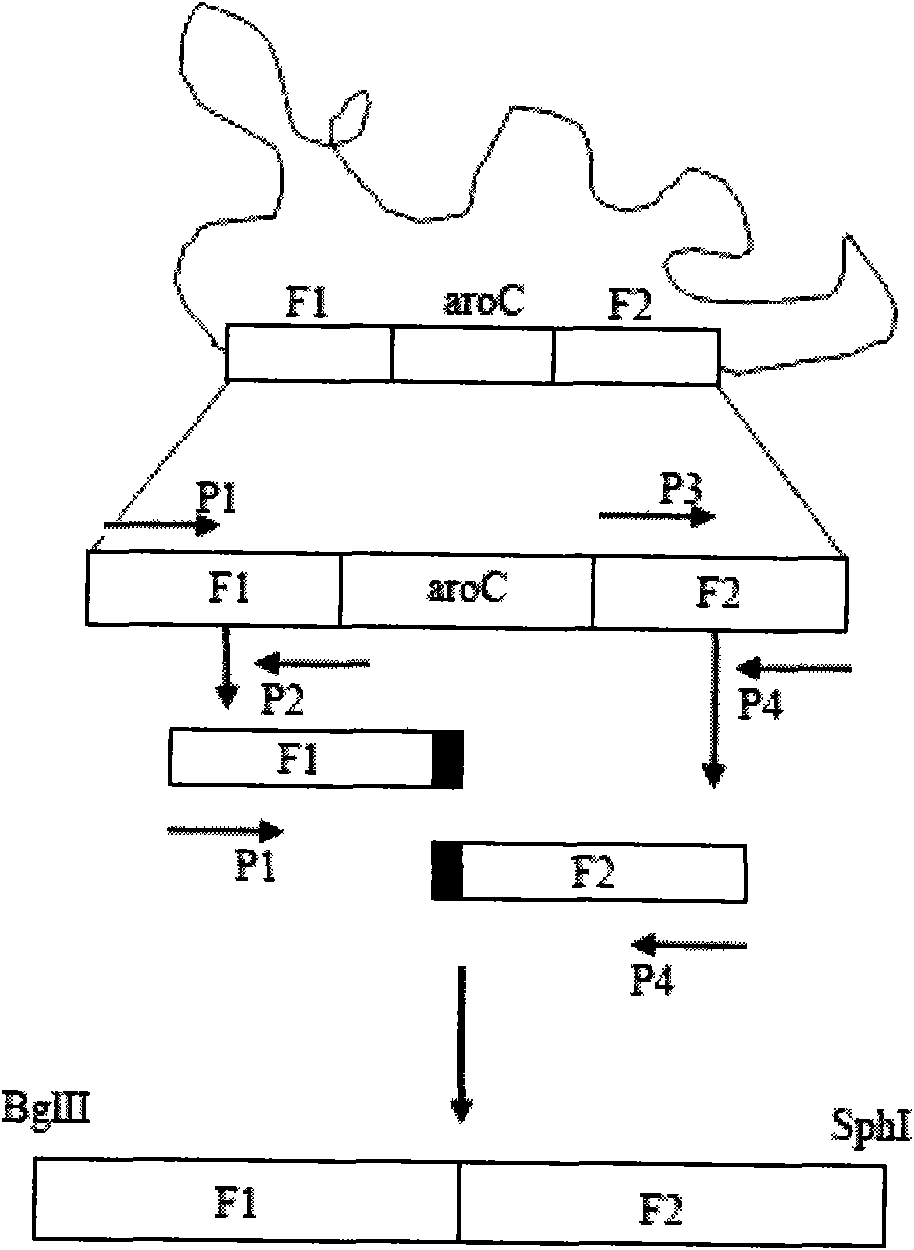 Marker-free gene-deletion attenuated mutant strain derived from Edwardsiella tarda wild strain, related preparation and application thereof