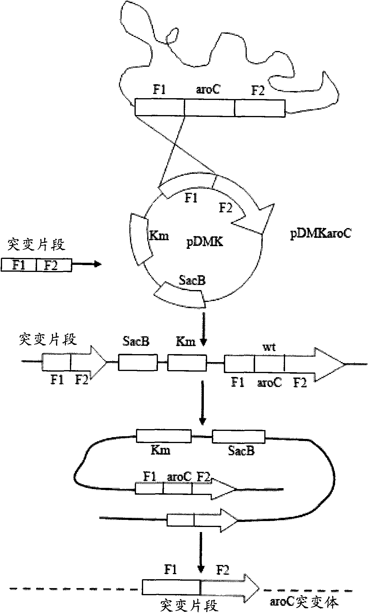 Marker-free gene-deletion attenuated mutant strain derived from Edwardsiella tarda wild strain, related preparation and application thereof