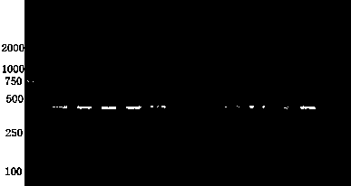 Chicken whole blood simple, convenient and quick DNA extraction method