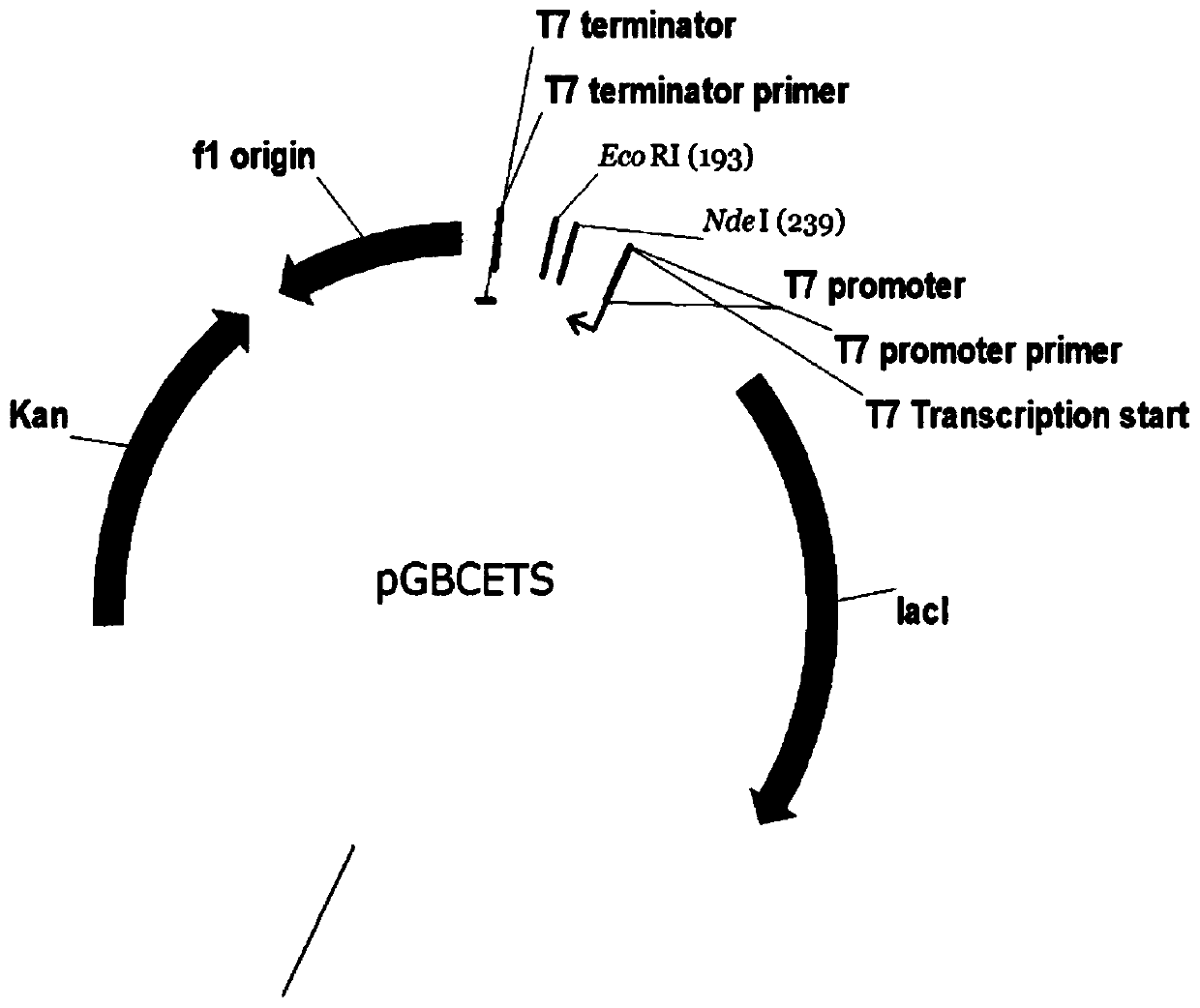 A kind of novel lysyl endopeptidase and preparation method thereof