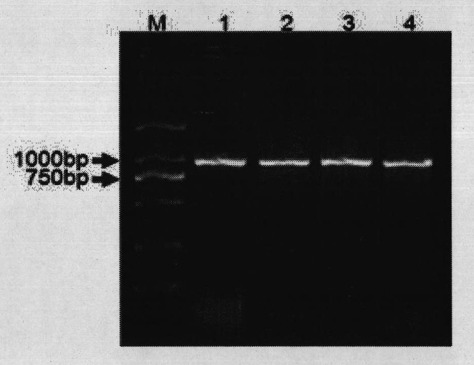 Method for identifying bifidobactirium