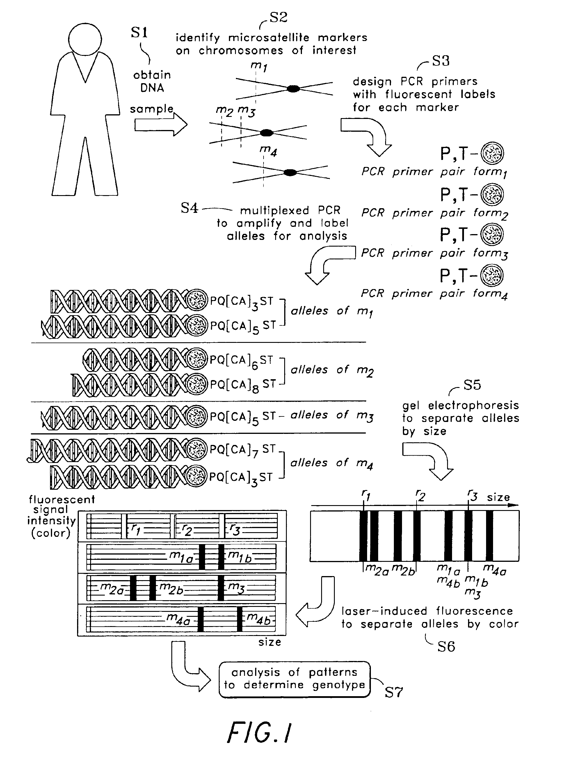 Genotype pattern recognition and classification