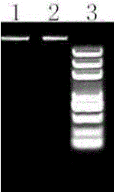 Kit for rapidly extracting sludge microbial genome DNA and extracting method