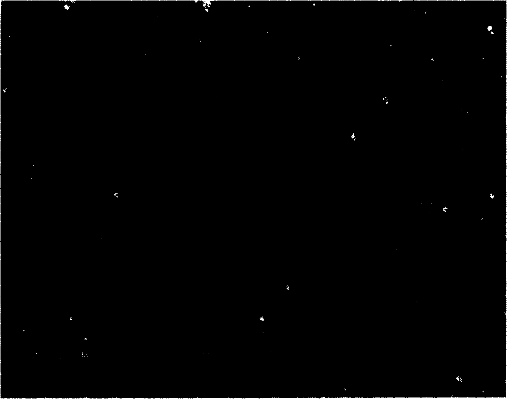 Method of preparing electrophoretic deposited hydroxyl apatite coating on Ti or Ti alloy surface