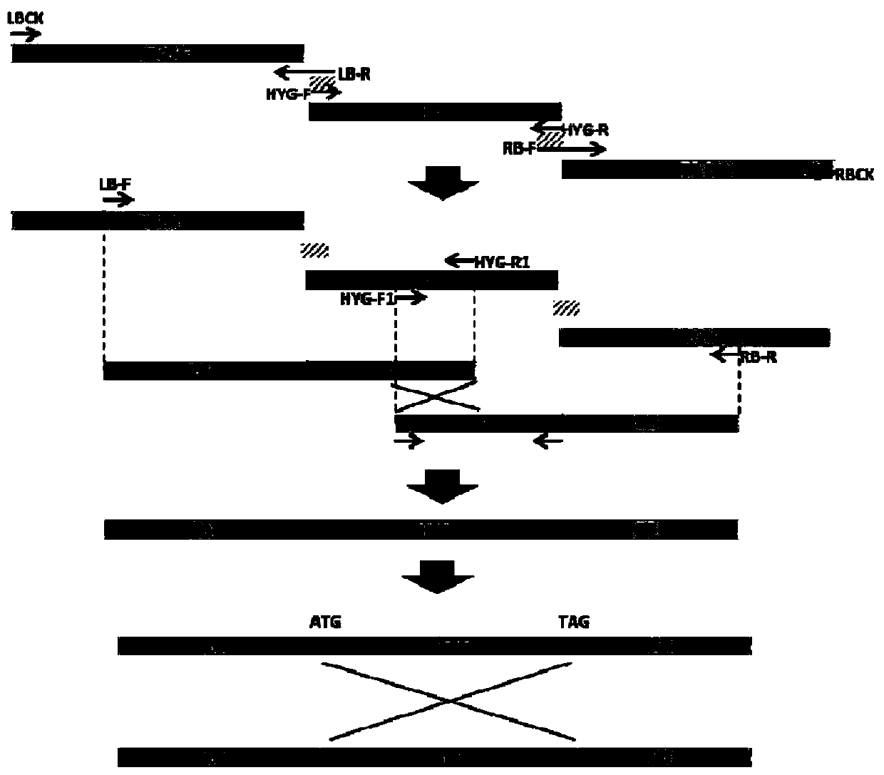 A dcl gene deletion mutant of Fusarium wilt of banana and its small RNA in race 4